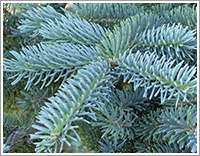 picea